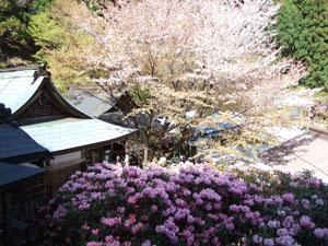 月輪寺の石楠花と桜